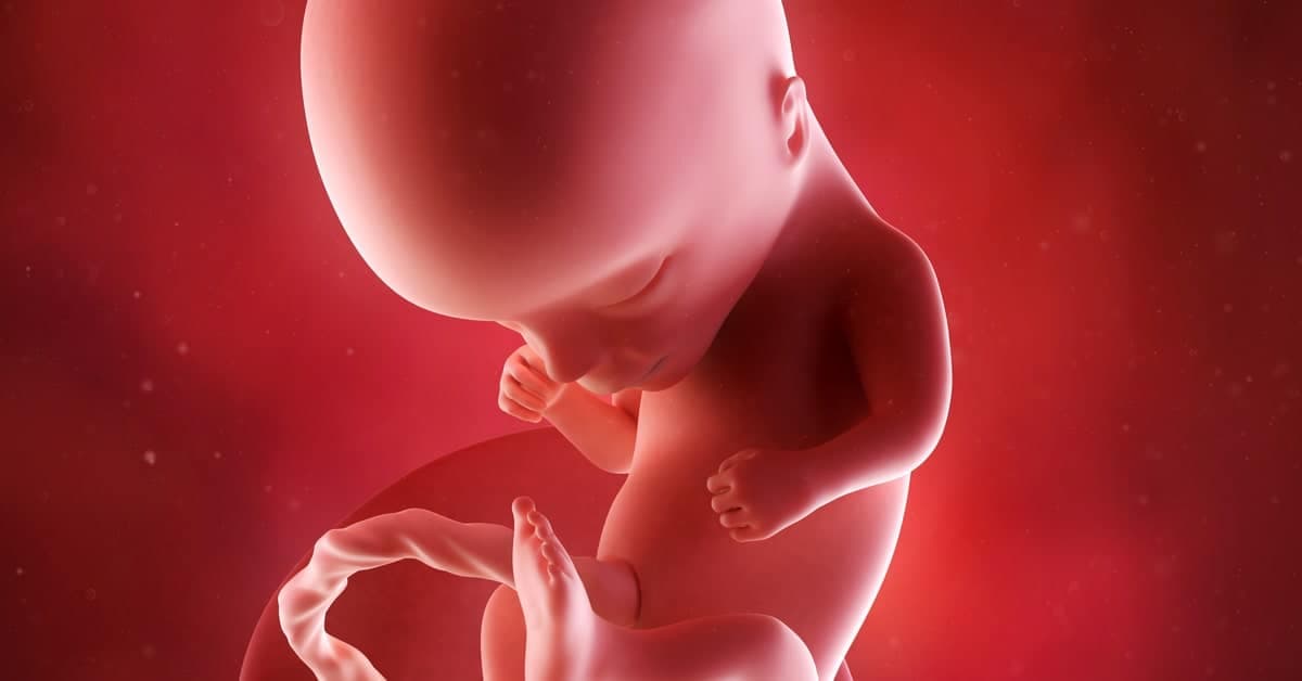 14 Haftalık Gebelikte Bebeğin Gelişimi ve Annedeki Değişimler kapak resmi
