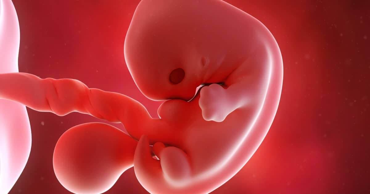 7 Haftalık Gebelikte Bebeğinizde ve Sizde Neler Değişiyor? kapak resmi