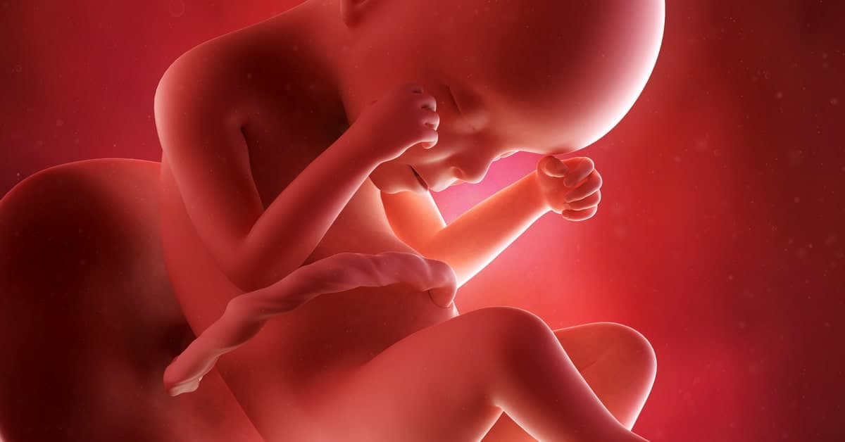 24 Haftalık Gebelikte Bebeğinizde ve Sizde Neler Oluyor? kapak resmi