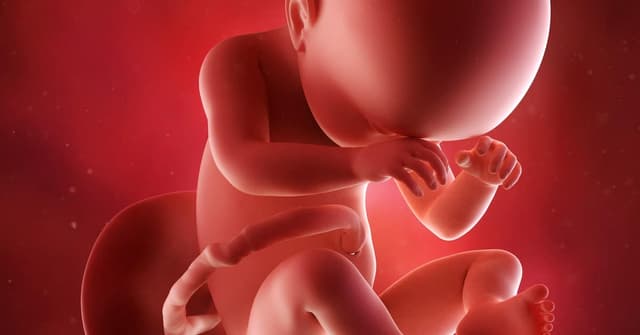38 Haftalık Gebelikte Anne ve Bebekte Neler Olur? image