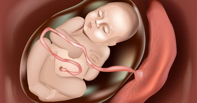 Bebekler Anne Karnında Uyur mu? Anne Karnında Bebeğin Uyku Düzeni ve Merak Edilenler image