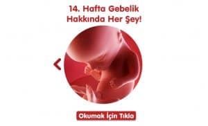 gebelikte-14-hafta