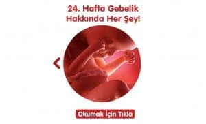gebelikte-24-hafta