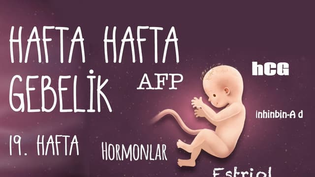 Hafta Hafta Gebelik 19. hafta image