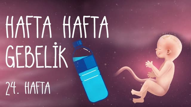 Hafta Hafta Gebelik 24. hafta image