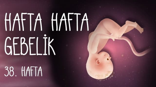 Hafta Hafta Gebelik 38. hafta image