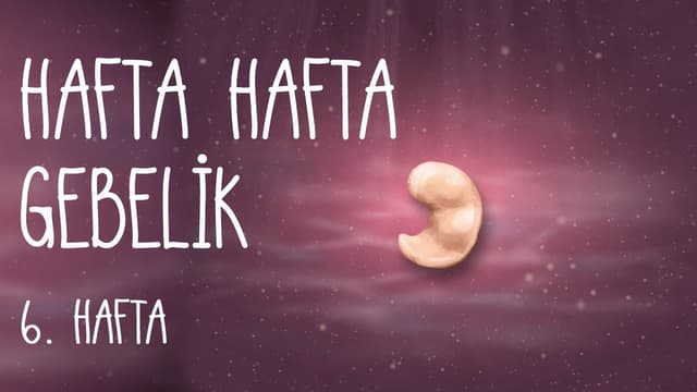 Hafta Hafta Gebelik 6. hafta image
