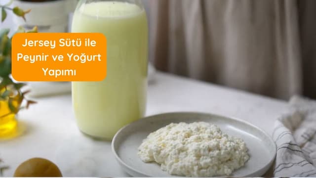 Jersey Sütü ile Peynir ve Yoğurt Yapımı image